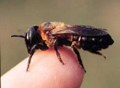 insects can replace for job 1889