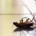 japanese expert shares how to kill ants and avoid hard to tolerate pests 121952