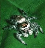 jumpingspider