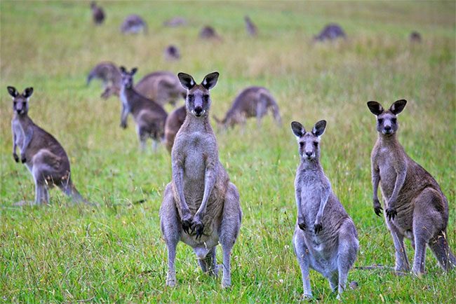 The kangaroo population in Australia is rising rapidly.