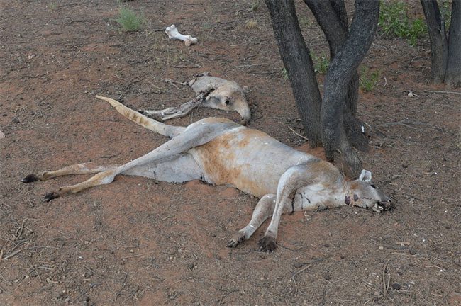 Millions of kangaroos may die when drought conditions arrive.