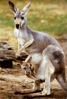 kangaroo 3