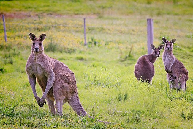 Kangaroo is an iconic animal of Australia.