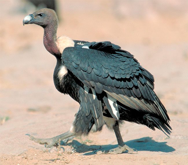 Bengal Vulture