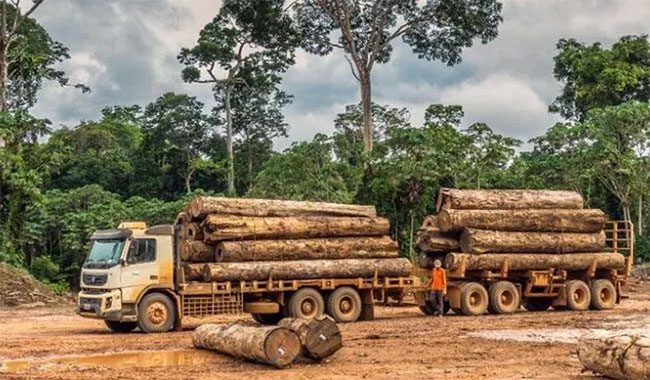 Ipe trees being transported to the sawmill.