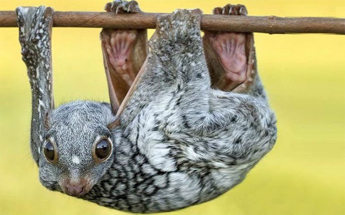 Flying monkeys are animals with a unique ability to adapt to life in the trees.