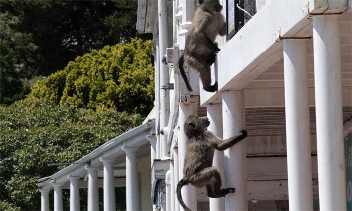 Bold chacma baboons sneaking into homes to find food.