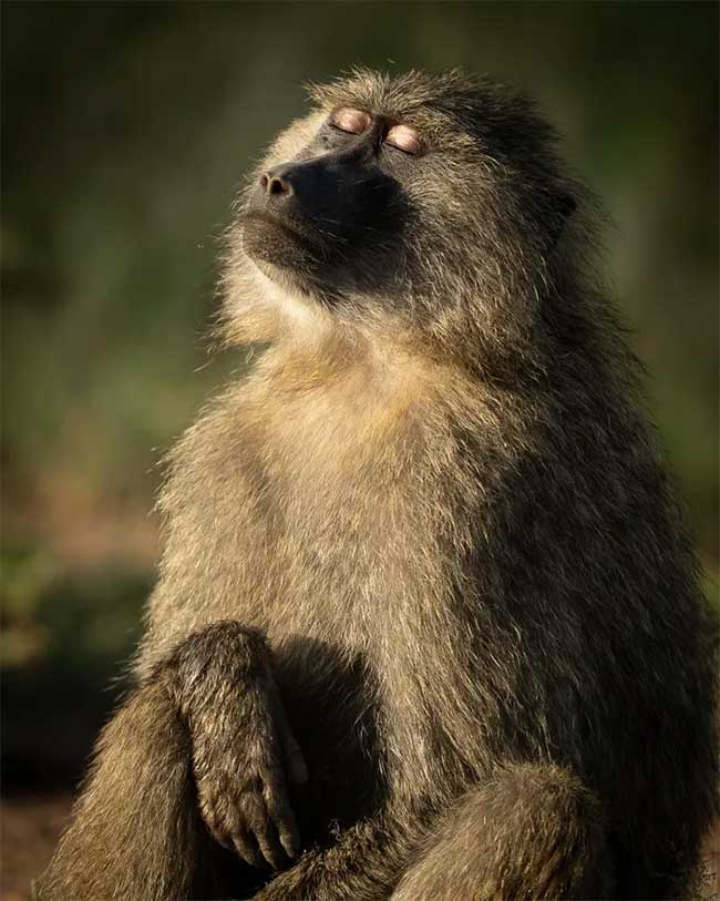 Olive Baboon