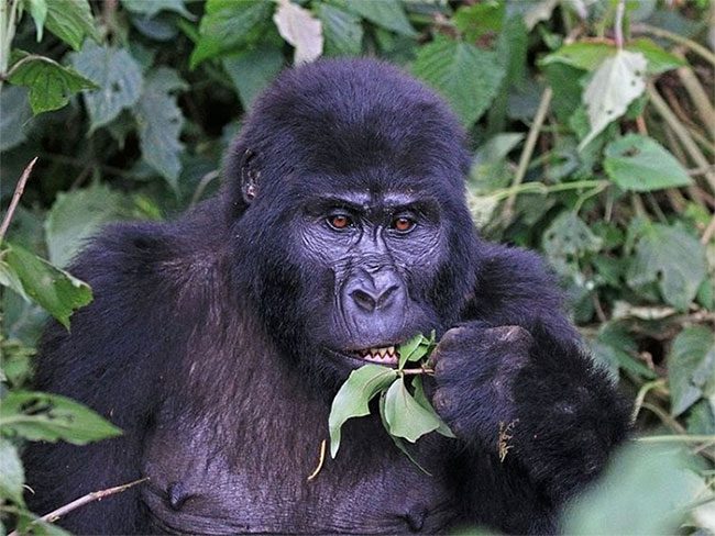 Mountain Gorillas