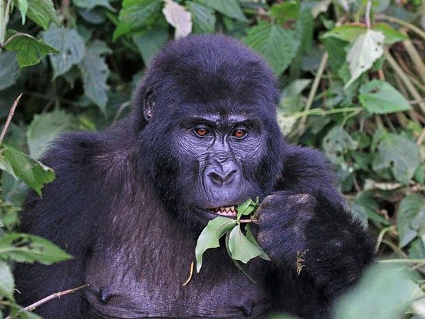 Mountain Gorillas