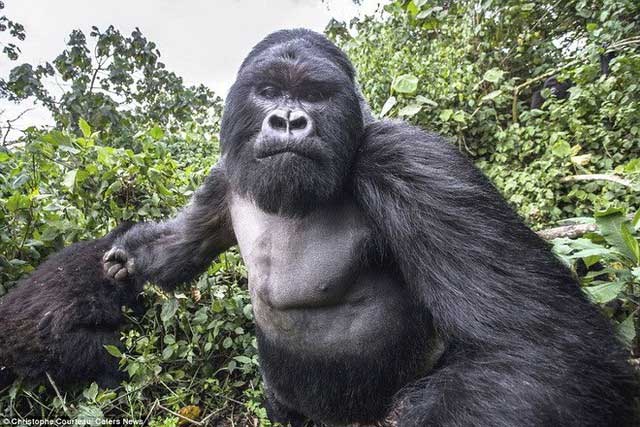 Gorillas have an average running speed of about 40 km/h.