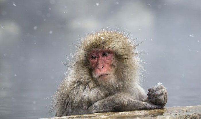 Snow monkeys