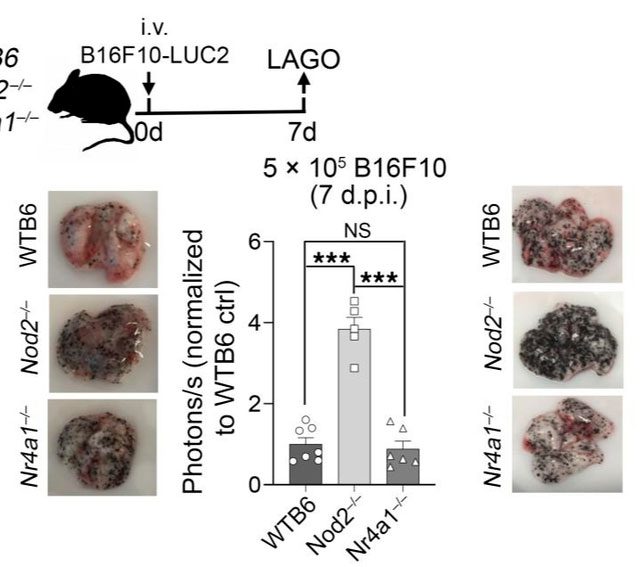 Tumors in mice began to shrink across all four types of cancer studied.