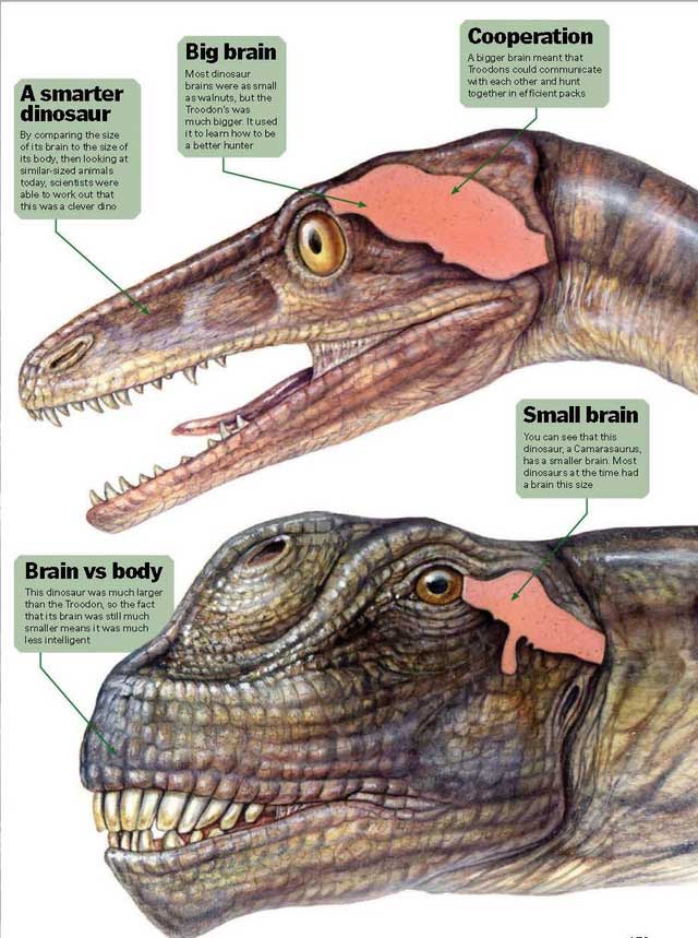 The brain of dinosaurs is comparable to that of modern reptiles like turtles, lizards, or crocodiles.