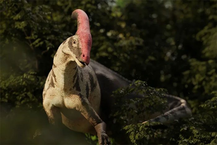 Parasaurolophus dinosaur may produce special sounds