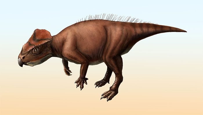 Sasayamagnomus saegusai dinosaur from Japan