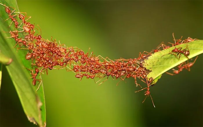 Ant Bridge