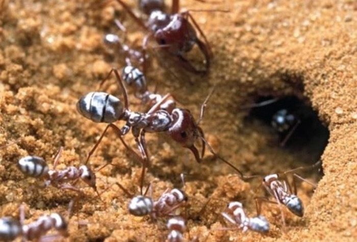 The hairs on the back of the Sahara silver ant are responsible for their coloration.