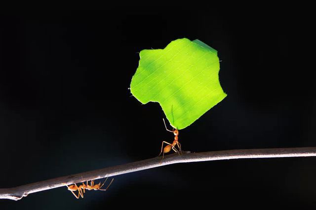 Many people think leafcutter ants eat leaves, but they only bring leaves back to cultivate fungus.