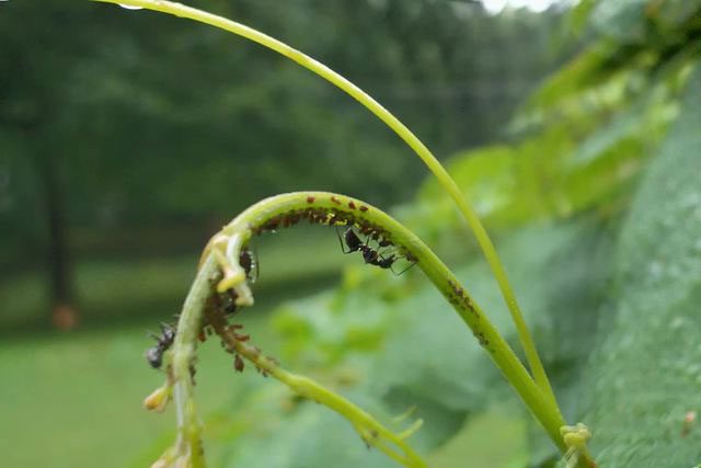 Black garden ants and a farm where they tend aphids.