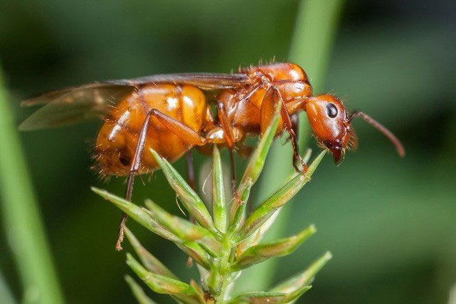 Drone Ant