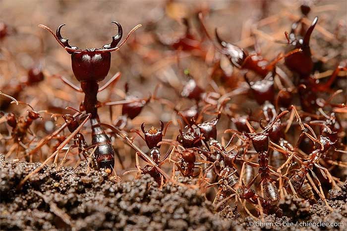 African Driver Ants Lay Up to 3 or 4 Million Eggs in a Month