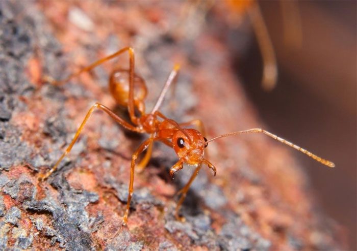 Red Fire Ant