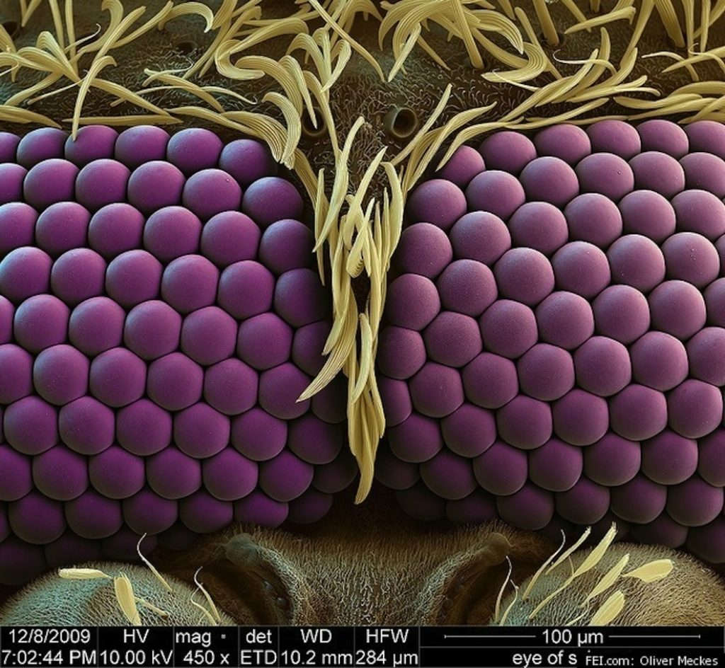 The eyes of a mosquito under a microscope