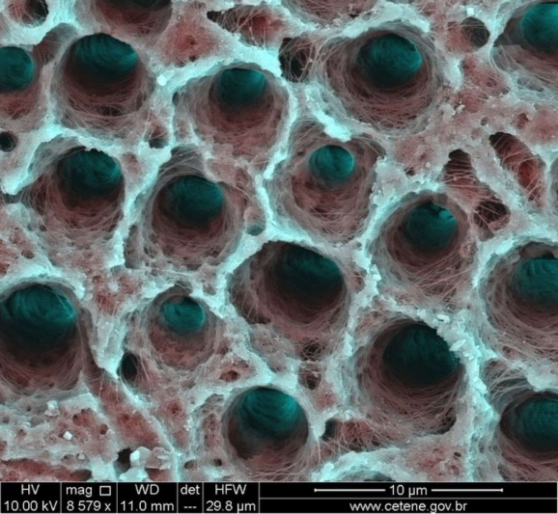 The structure of human teeth