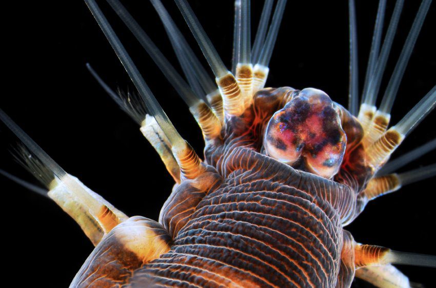 A marine worm magnified 20 times