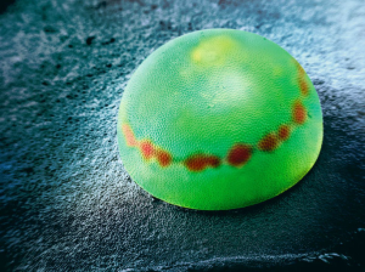 Morpho Peleides butterfly eggs