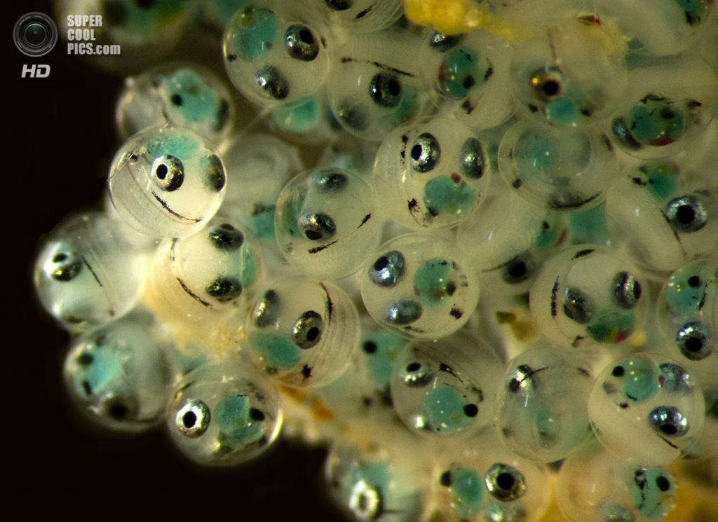 Fish eggs magnified 6.6 times