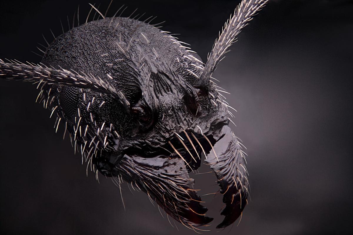 The head of an ant magnified 4 times