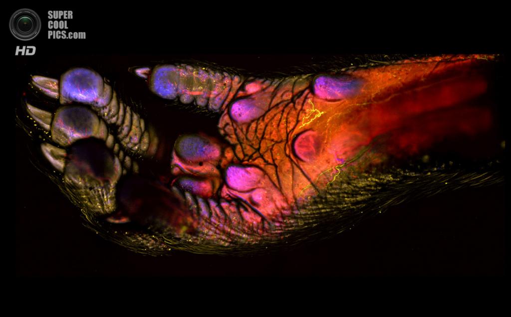 Adult Mouse Foot Magnified 100 Times