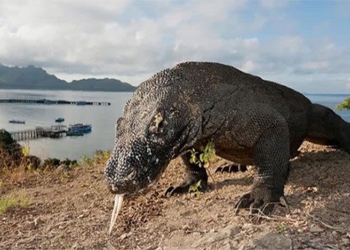 komodo dragons dangerous encounters with the king of snakes 137948