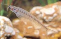 kryptopterus quadep