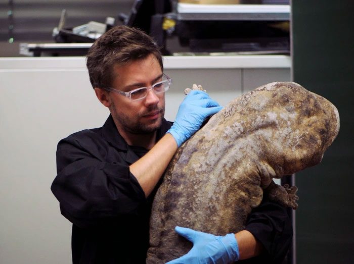 Chinese Giant Salamander