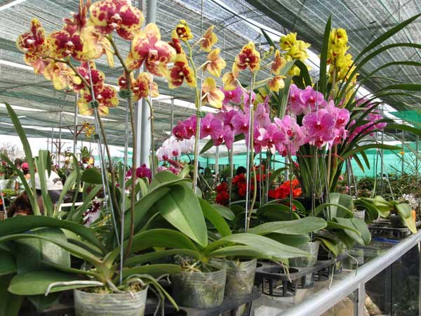 Phalaenopsis orchids come in a variety of colors