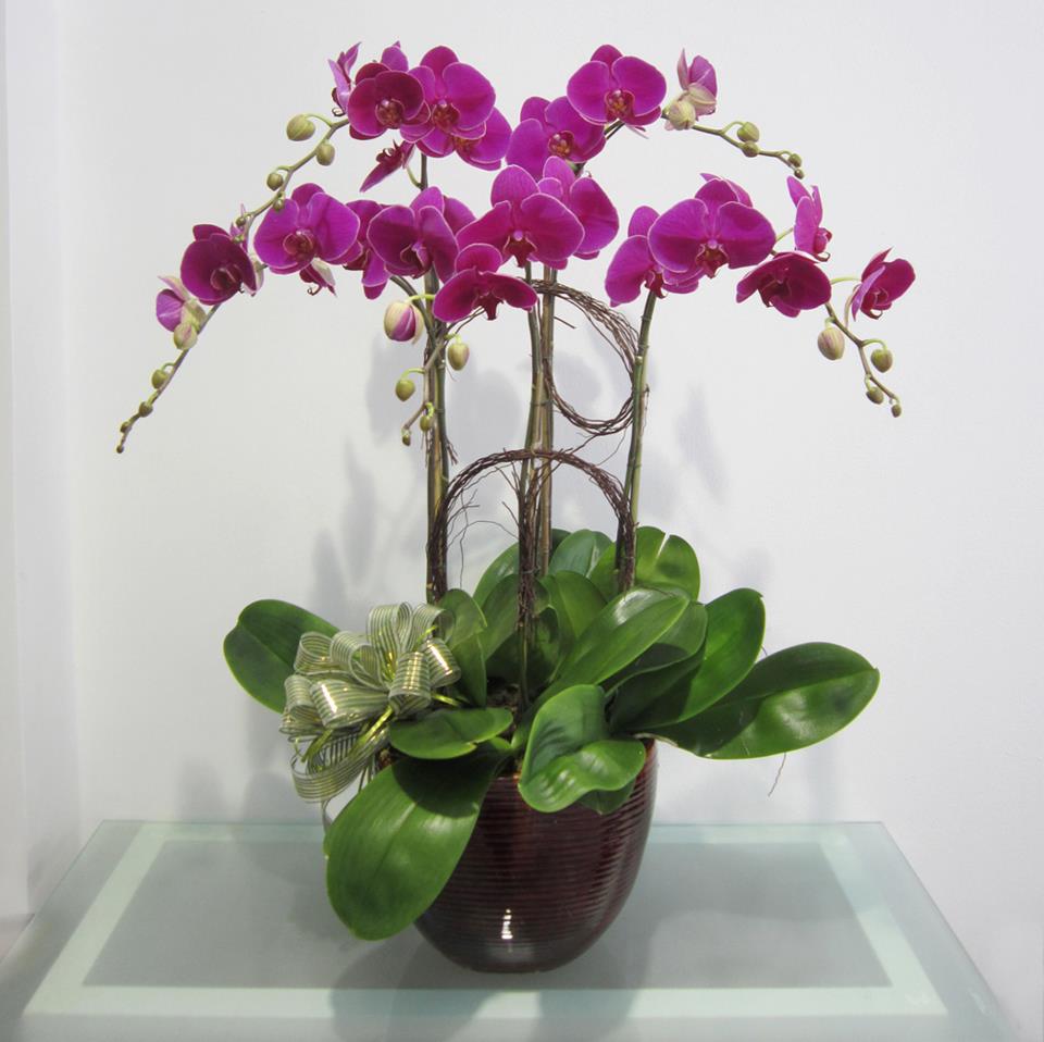 The technique for growing Phalaenopsis orchids is not as difficult as many think