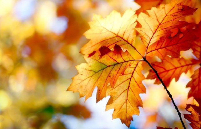 The Autumn Equinox marks the mid-point of autumn.