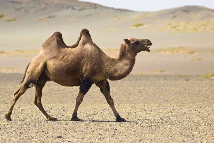 The biggest natural enemy of camels is humans.