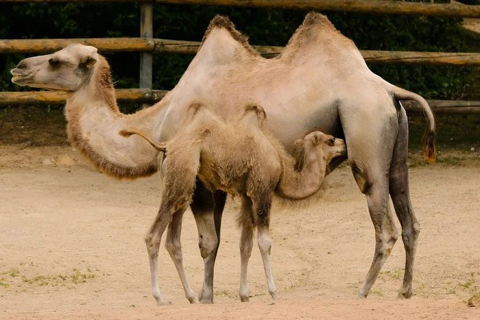 Camel papillae consist of keratin, a material similar to human nails.