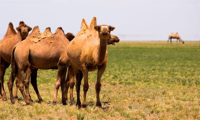 Camels are extremely afraid of being hunted by gray wolves, particularly the Arabian wolf.