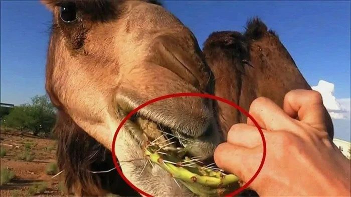 The tongue of a camel is covered by a thick layer of "calluses."