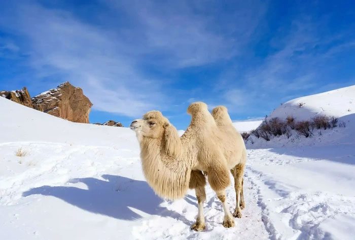 The fur of camels is generally brown and very thick.