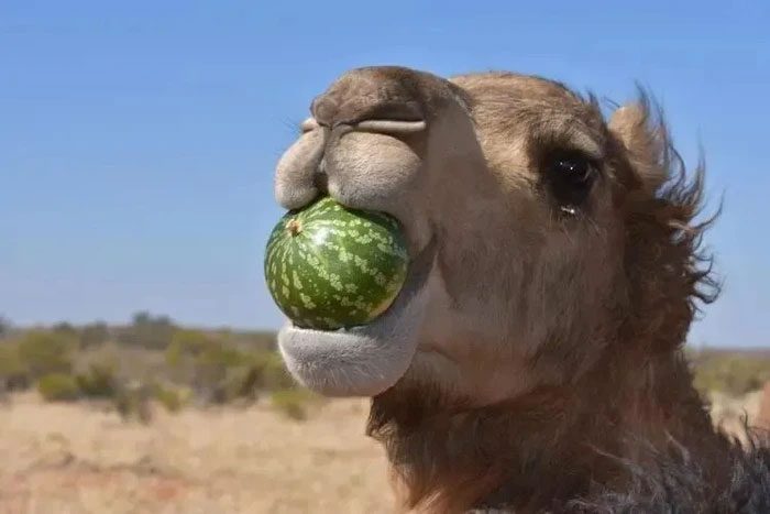 The spines in a camel's mouth have very few pain receptors.