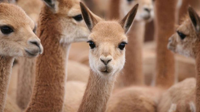 The Vicuña has a super adorable appearance.