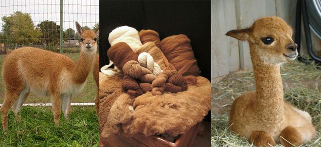 Despite its delicate appearance, the Vicuña is not a weak species.