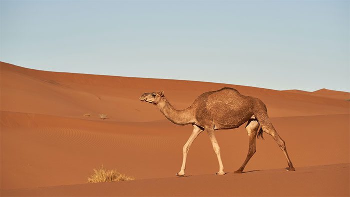Camels actually originated in North America.