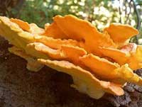 laetiporus 1